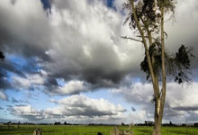 辽宁男篮官方:即日起与外援图雷正式终止合同.